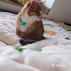 电话,地址,价格,营业时间 图 成都宠物