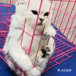 电话,地址,价格,营业时间 武汉宠物