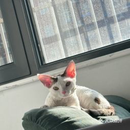 怡嘉动物医院电话,怡嘉动物医院地址 360地图