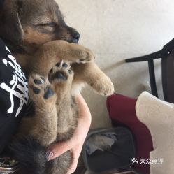 电话 地址 价格 营业时间 劲松 潘家园宠物医院团购 北京宠物