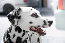 发现爱犬遭窃跨州追下落 偷狗贼卖给医院做实验 仍慢一步冤死只剩灰