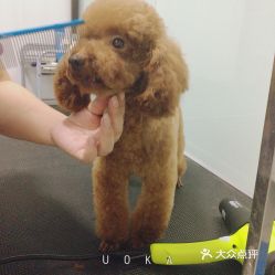 电话,地址,价格,营业时间 北京宠物
