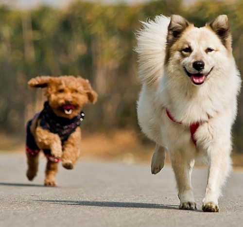 狗狗后腿不敢用力走路怎么办