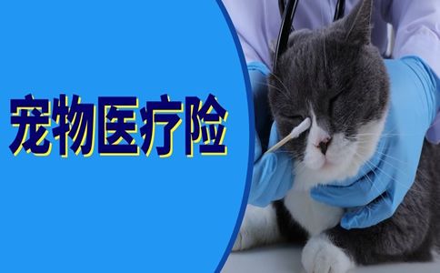 2021宠物医疗险要不要买 在哪买 2021宠物医疗险怎么报销