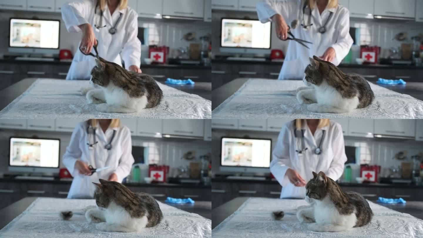 特写:一只猫躺在动物医院的手术台上做绝育手术
