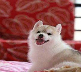 顶级三把火蓝眼睛纯种健康哈士奇幼犬