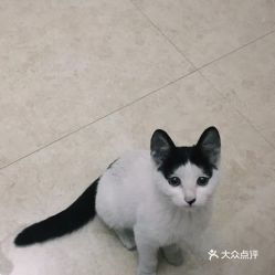 电话 地址 价格 营业时间 未央区宠物医院团购 西安宠物