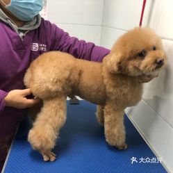 电话,地址,价格,营业时间 武汉宠物