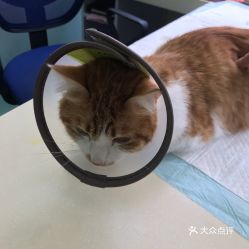 电话 地址 价格 营业时间 昆明站宠物医院团购 昆明宠物