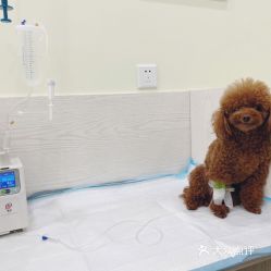 电话,地址,价格,营业时间 图 天津宠物
