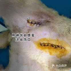 电话,地址,价格,营业时间 北京宠物