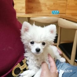 电话,地址,价格,营业时间 图 哈尔滨宠物