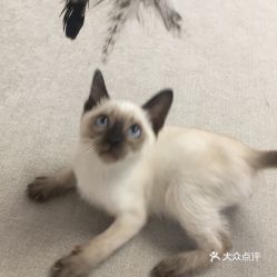 电话,地址,价格,营业时间 成都宠物