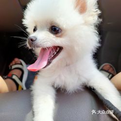 电话,地址,价格,营业时间 重庆宠物