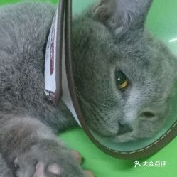 电话,地址,价格,营业时间 合肥宠物
