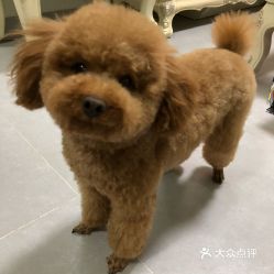电话,地址,价格,营业时间 北京宠物