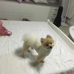 电话,地址,价格,营业时间 石家庄宠物