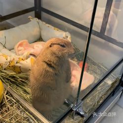 电话,地址,价格,营业时间 上海宠物