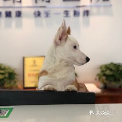 电话,地址,价格,营业时间 太原宠物
