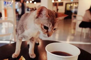 福懋动物医院 这年头,猫都能得到诺贝尔奖认证了