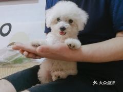 电话,地址,价格,营业时间 邢台宠物