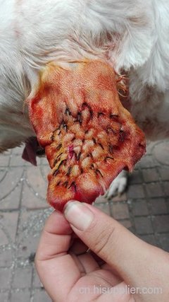眉山动物医院.-海商网,医院产品库