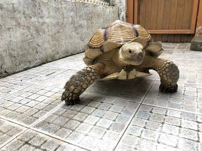福懋动物医院:放下不理智的偏见,用欣赏的眼光去看,其实爬宠也没那么恐怖
