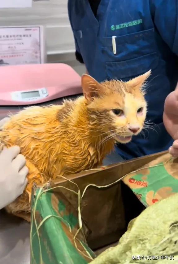 猫砸进麻辣火锅烫伤9人,欠下医药费无力偿还,只能留下打工还债