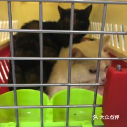 电话,地址,价格,营业时间 图 北京宠物
