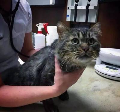 流浪猫在外生活12年,最后选择做一只宠物猫,原来平淡生活这么好