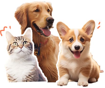 动物医院一件事 助力宠物经济新业态