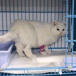 北京宠物动物医院指南 联系方式、地址、价格与营业时间一览