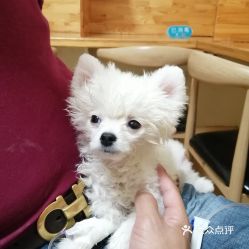 哈尔滨宠物动物医院指南