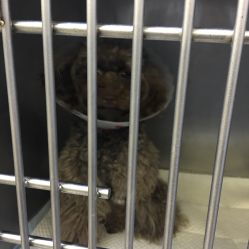 北京朝阳区宠物医院团购指南 电话、地址、价格与营业时间全解析