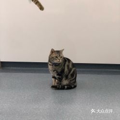 青岛宠物动物医院综合指南