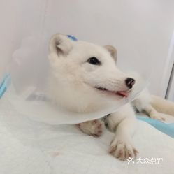 北京宠物动物医院信息服务 电话、地址、价格与营业时间