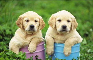 2016重庆萌宠大赛 报名参赛即享红包好礼，关爱宠物健康从动物医院开始