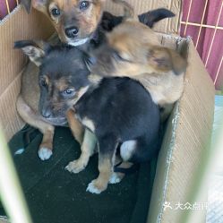 北京动物医院（宠物医院）指南 地址、价格、营业时间信息汇总