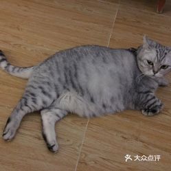 北京宠物动物医院综合指南 电话、地址、价格与营业时间