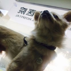 高新区谐和动物医院 专业守护，温暖相伴