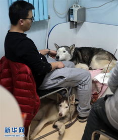 宠物医院里的忙碌春节 动物医院的守护与温情